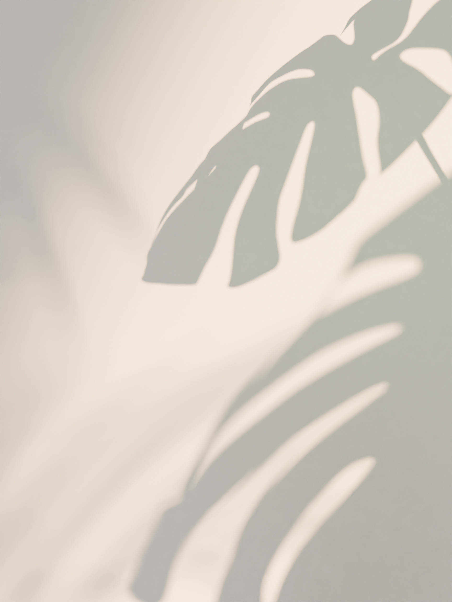 Aesthetic monstera shadow on the wall